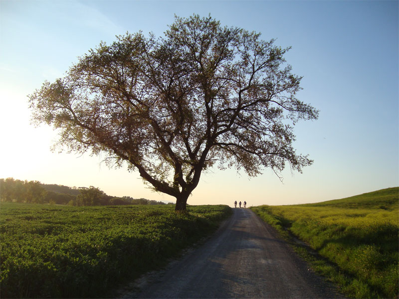 gal/2010/08 - Primavera_Estate_2010/quercia_terzinina-01.jpg